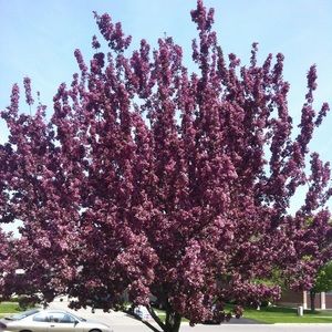 Meet your Posher, Tj